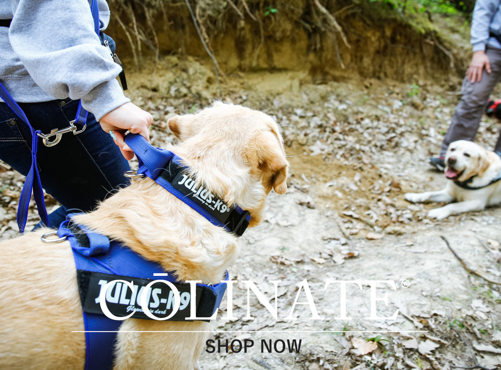 ゴールデン・レトリーバー/インフォメーション/首輪・ハーネス・リード